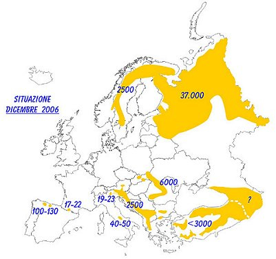 Verbreitung des Braunbären in Europa (Stand Dezember 2006)