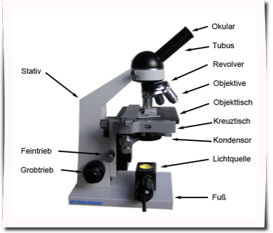 Lichtmikroskop