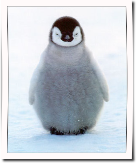 pinguino.png