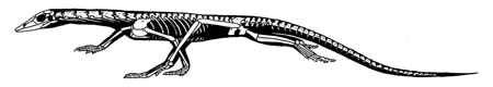 Der Schnabelsaurier Rhynchosauroides tirolicus Archiv BLU
