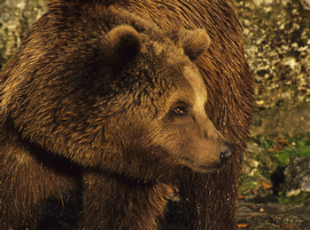Ritratto di un orso delle Alpi. Fonte: B. Berger, archivio BLU