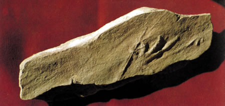 Fußabdruck des Tiroler Schnabelsauriers Rhynchosauroides tirolicus aus dem Pustertal. Quelle: Archiv Gemeinde Olang