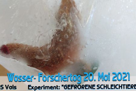 Vals_Experiment Schleichtiere-min.jpg