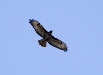 Bussard (Foto: Archiv BLU)