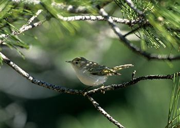 Berglaubsänger (Foto:Archiv BLU)