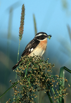 Braunkehlchen (Foto: Archiv BLU)