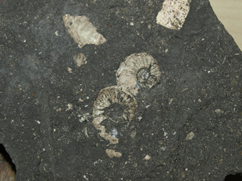 Fossilien