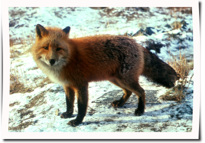 fuchs