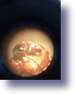 Mikroskopieren (12) (Small)