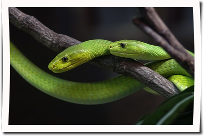 ÖSTLICHE GRÜNE MAMBA