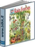 DER REGENWALD