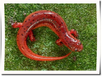 eastern_mud_salamander-8790