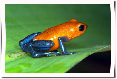 poison-dart-frog