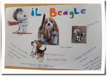 Beagle