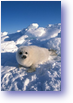 2005-03-23-xxl--robben_025_low_s-04-322.png
