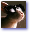 hase.png