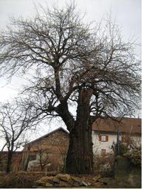 uploads/2240/birnenbaum).jpg