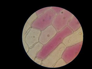uploads/3203/29-zwiebel_rot_400x.jpg