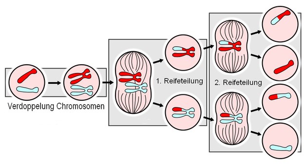 uploads/3715/1000px-majorevents5255inmeiosis_variant_pt_svg.jpg