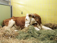 http://www.tierspital.uzh.ch/Nutztiere/WiederkaeuerMed/Fachgebiete/Stoffwechselstoerungen.html