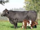 http://www.polled-brahmans.com/zucht.html