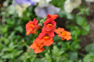 uploads/4584/dsc_0087.jpg