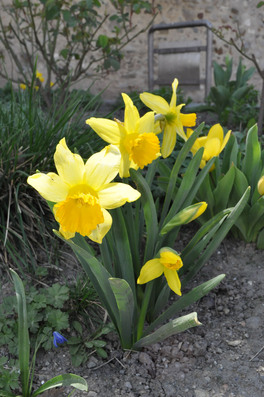 uploads/4605/narzissen.jpg