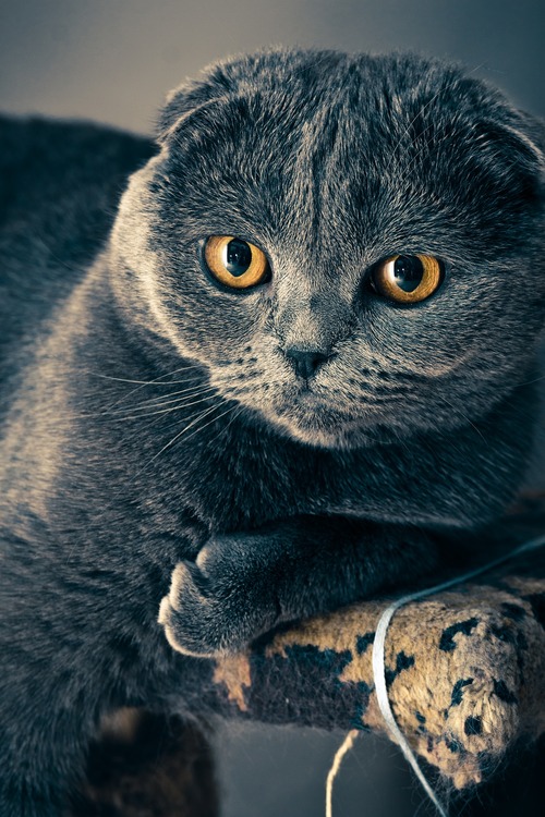 uploads/4664/cat-1057829_1920.jpg