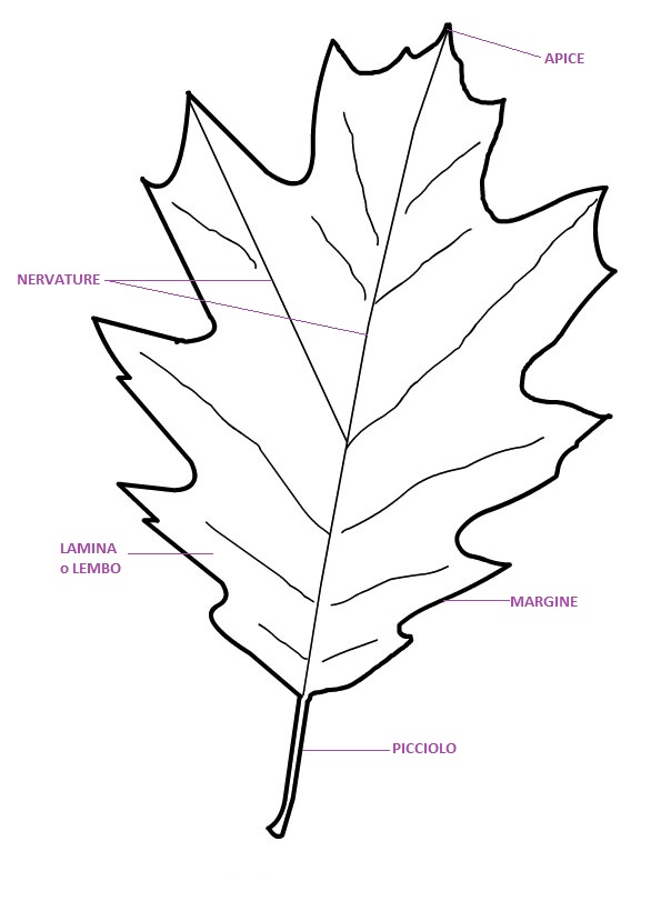 uploads/4707/foglia-autunno1.jpg
