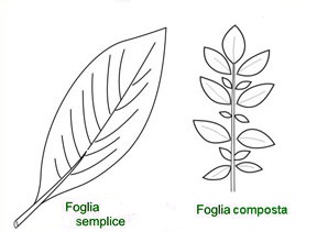 uploads/4708/tav_foglie_semplici_composte.jpg