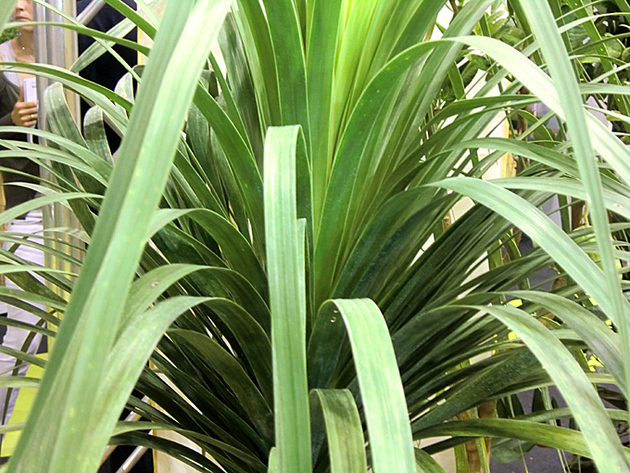 uploads/4709/nolina_longifolia-04.jpg