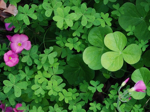 uploads/4709/oxalis_purpurata_14427_69653.jpg