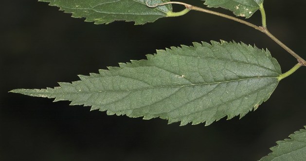 uploads/4710/celtis_australis_foglia.jpg