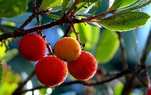 uploads/4962/10.jpg