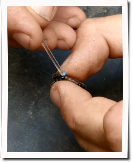 bienenk&ouml;niginblau2